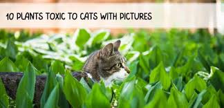 10 Plants Toxic To Cats With Pictures
