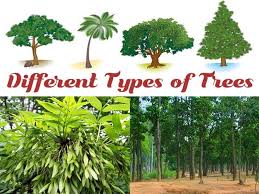 25 diffe types of tree species with