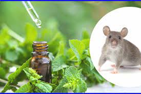 does peppermint oil repel mice and rats