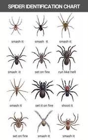 Spider Identification Tumblr