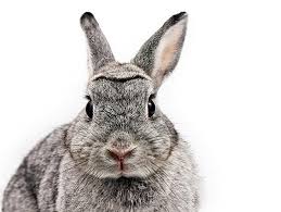 9 Common Rabbit Myths Petfinder