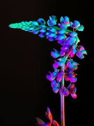 The scientists made plants glow by injecting dna from glowing mushrooms into them. 73 Glowing Flower Ideas In 2021 Glowing Flowers Flowers Ultra Violet