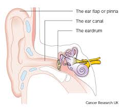 What Is Ear Cancer Ear Cancer Cancer Research Uk