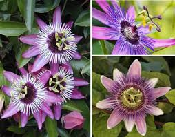 The Symbolism Of The Passion Flower By Elaine Jordan
