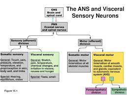 the ans and visceral sensory neurons