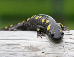 Spotted Salamander Facts For Kids