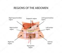 abdominal region the liver