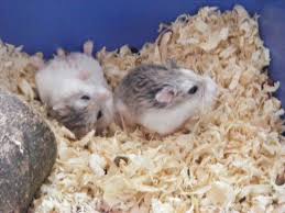hamster cage bedding and sleep nesting