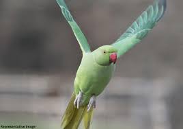 parakeets rescued from akola your s