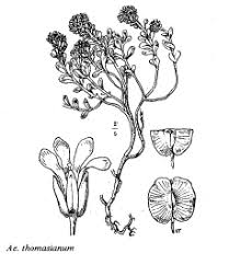 Sp. Aethionema thomasianum - florae.it