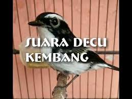 Burung decu kembang little pied flycatcher is a species of bird in the family muscicapidae. Suara Decu Kembang Jenis Burung Yang Sulit Di Dengar Suaranya Youtube