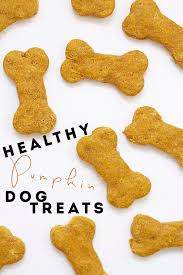 healthy pumpkin dog treats food with