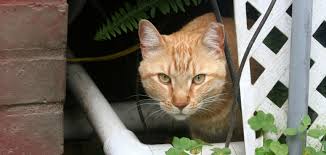 They were called a kyndyll, or kindle, of kittens. What Does It Mean If A Cat Has A Clipped Ear Florida Animal Friend