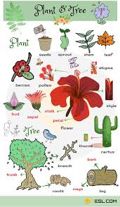 List Of Plant And Flower Names In English With Pictures 7