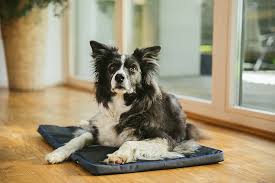 petspemf pad for dogs pemf therapy