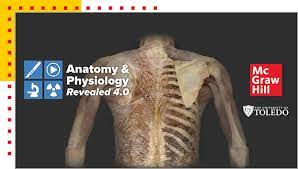 anatomy physiology revealed mcgraw