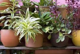 best pots for your plants