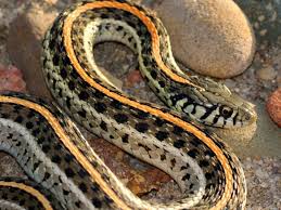 garter snake care and breeding tips