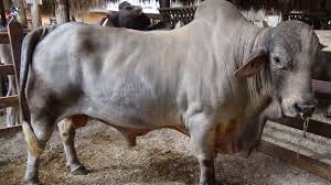 Zebus, sometimes known as humped cattle or brahman cattle, are a type of domestic cattle originating in south asia. Australian Charbray Beef2live Eat Beef Live Better