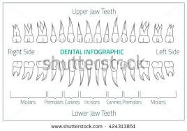 Adult International Tooth Chart Vector Illustration