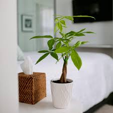 Money Tree Plant Care The Rookie