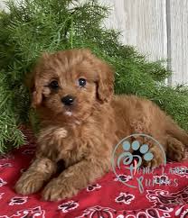 We start puppies out right! Available Cavapoo Puppies Dogs For Adoption Puppies For Sale