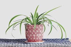 Are Spider Plant Toxic To Dogs How