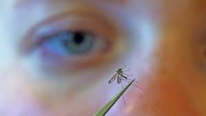 Before genetically modified mosquitoes are released, we need a better EPA -  The Boston Globe