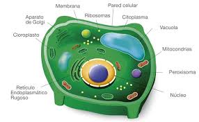 la célula vegetal organelos y funciones