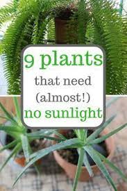 indoor gardening low sunlight plants