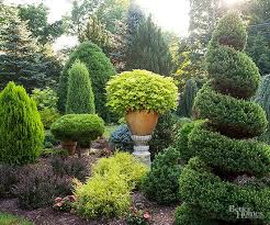 20 Best Evergreen Trees For Privacy And