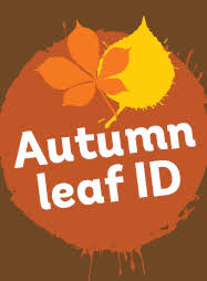 Autumn Leaf Identification For Kids Nature Detectives
