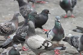 When a bird exposed to the flu is opened, the doctors notice that it has hemorrhages in the respiratory tract and on the mucous membranes of the digestive tract. Controlling Pigeons And Gulls