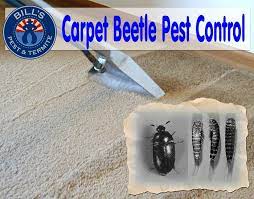 cost of pest control for carpet beetles