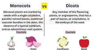 differences between monocots and dicots