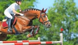 what-breed-of-horse-can-jump-the-highest