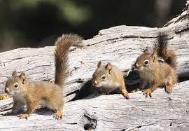 If you want to get rid of squirrels in the attic, please read my how to trim the limbs of all trees and branches within six to eight feet of your house, this is within jumping distance for a squirrel. How To Get Rid Of Squirrels Updated For 2020