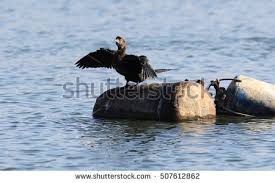 Image result for great blue heron on buoy spreading wings