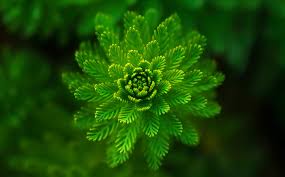 Image result for free green stock photos