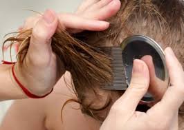 eliminate your child s head lice