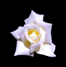 white rose on black free stock photos