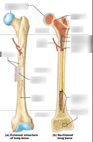 Anatomy students in traditional classes may do practice labeling the bone on paper or even doing a coloring activity to help them learn the. Long Bone Labeled Page 1 Line 17qq Com