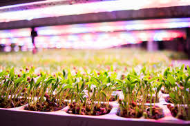 Best light spectrum for growing plants. Does An Optimal Grow Light Spectrum Exist