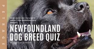 Zoe samuel 6 min quiz sewing is one of those skills that is deemed to be very. Newfoundland Dog Breed Quiz Petrage