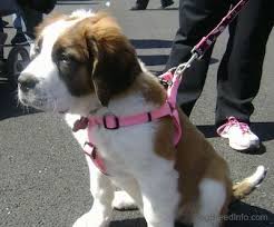 Saint Bernard Dog Breed Information And Pictures