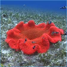 red carpet anemone or giant anemone