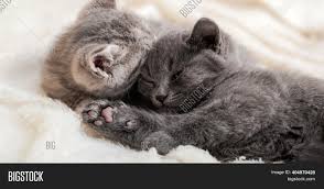 #made with tumblr #gif #youtube video #fluffy kitten #cat gif #cute animals #cute pet club #ragdoll #himalayan #chinchilla #birman #kitten #playing #watch #free stuff. Couple Fluffy Kitten Image Photo Free Trial Bigstock