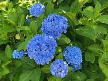 are-hydrangeas-poisonous-to-chickens
