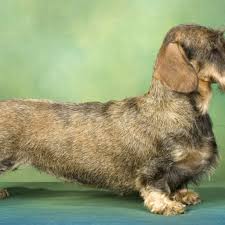 dachshund breeders in michigan with