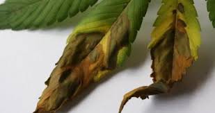 Other leaves had black spots. The Most Common Fungi That Can Attack Your Marijuana Plant